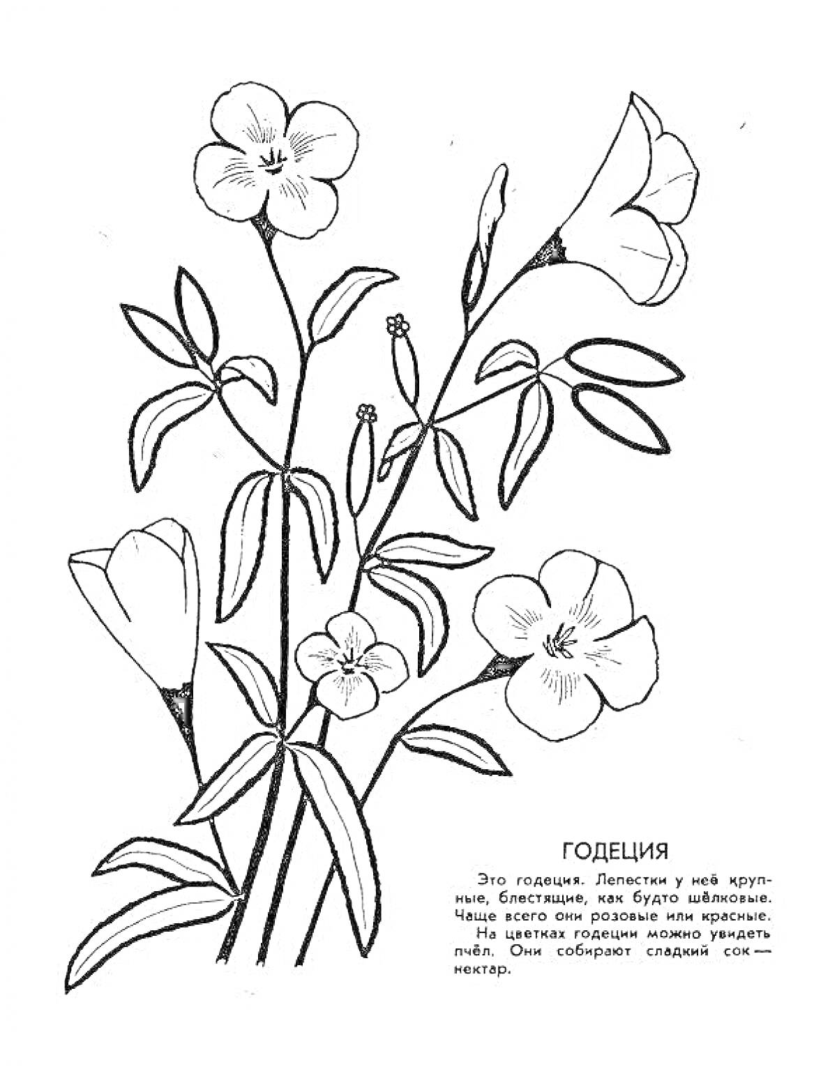 Раскраска Годеция, цветы на стеблях, листья, описание растения