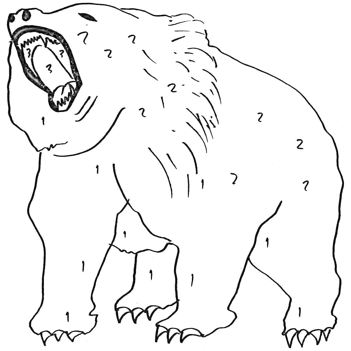 Раскраска Медведь гризли с открытой пастью и цифрами на теле