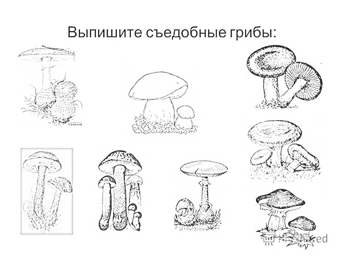 Раскраска Раскраска с изображением съедобных грибов, включающая детализированные рисунки различных видов грибов