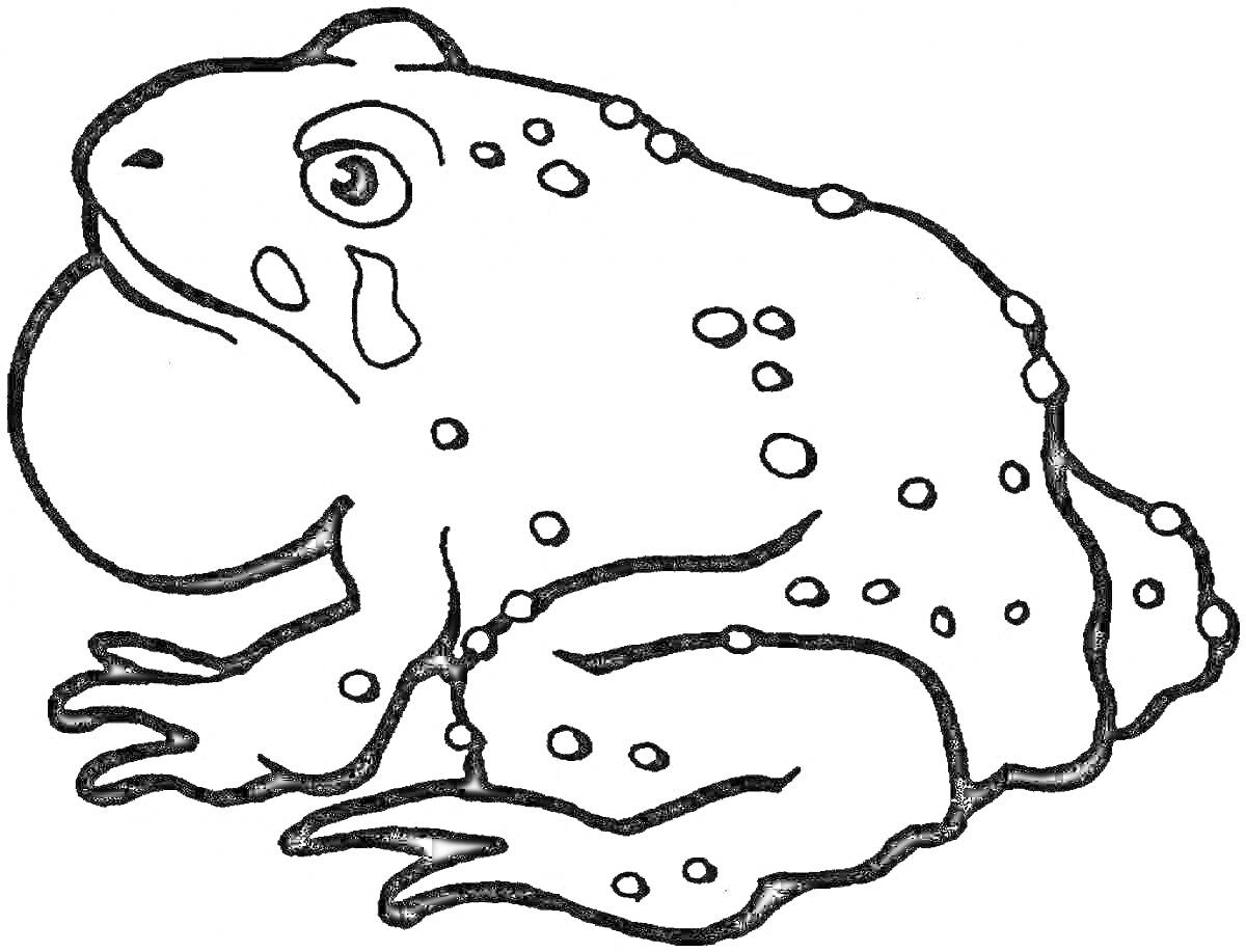 Раскраска Лягушка с пузырем и пятнами на теле