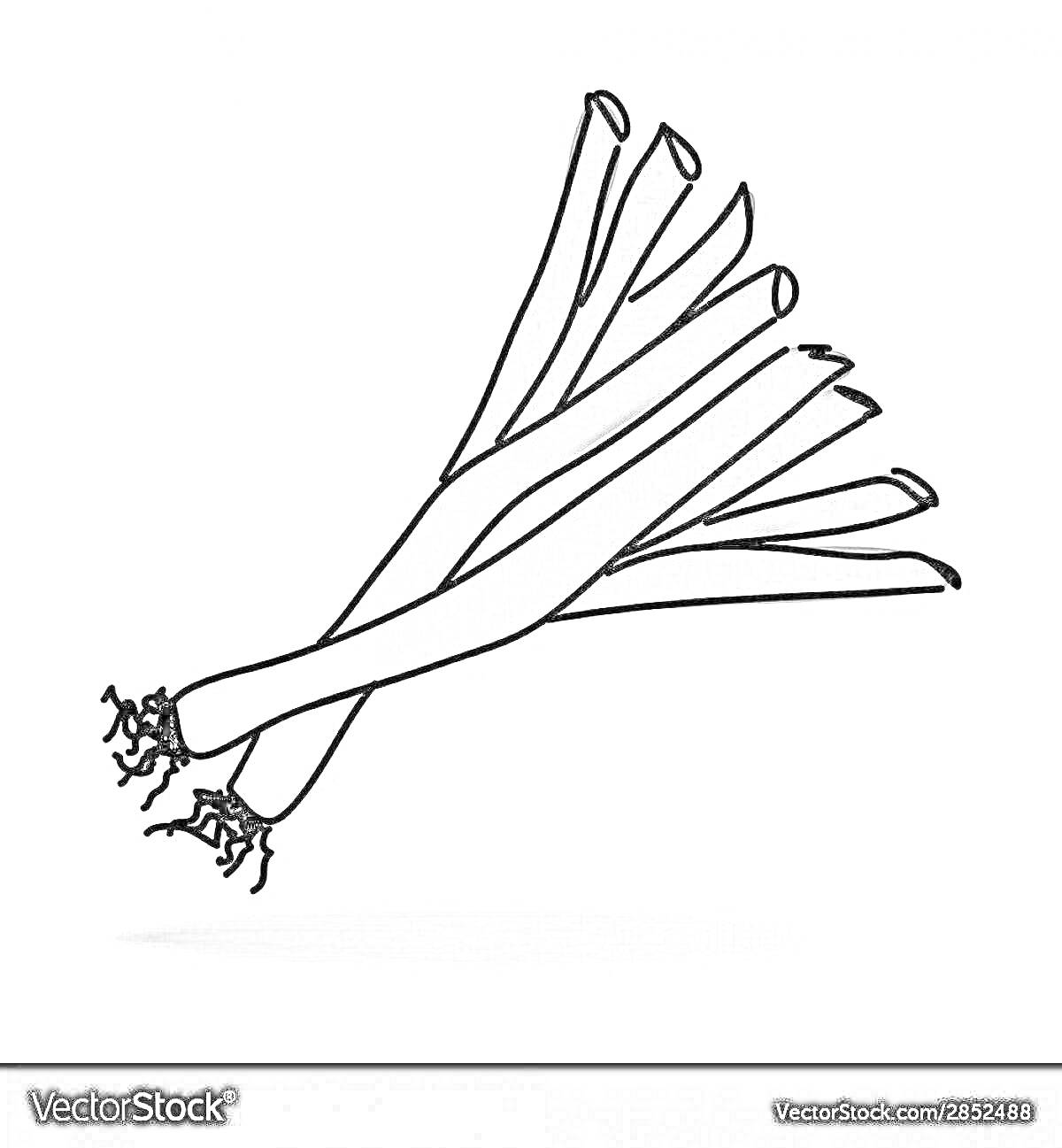 На раскраске изображено: Зеленый лук, Овощи, Пучок, Кулинария, Еда, Иллюстрация, Вектор