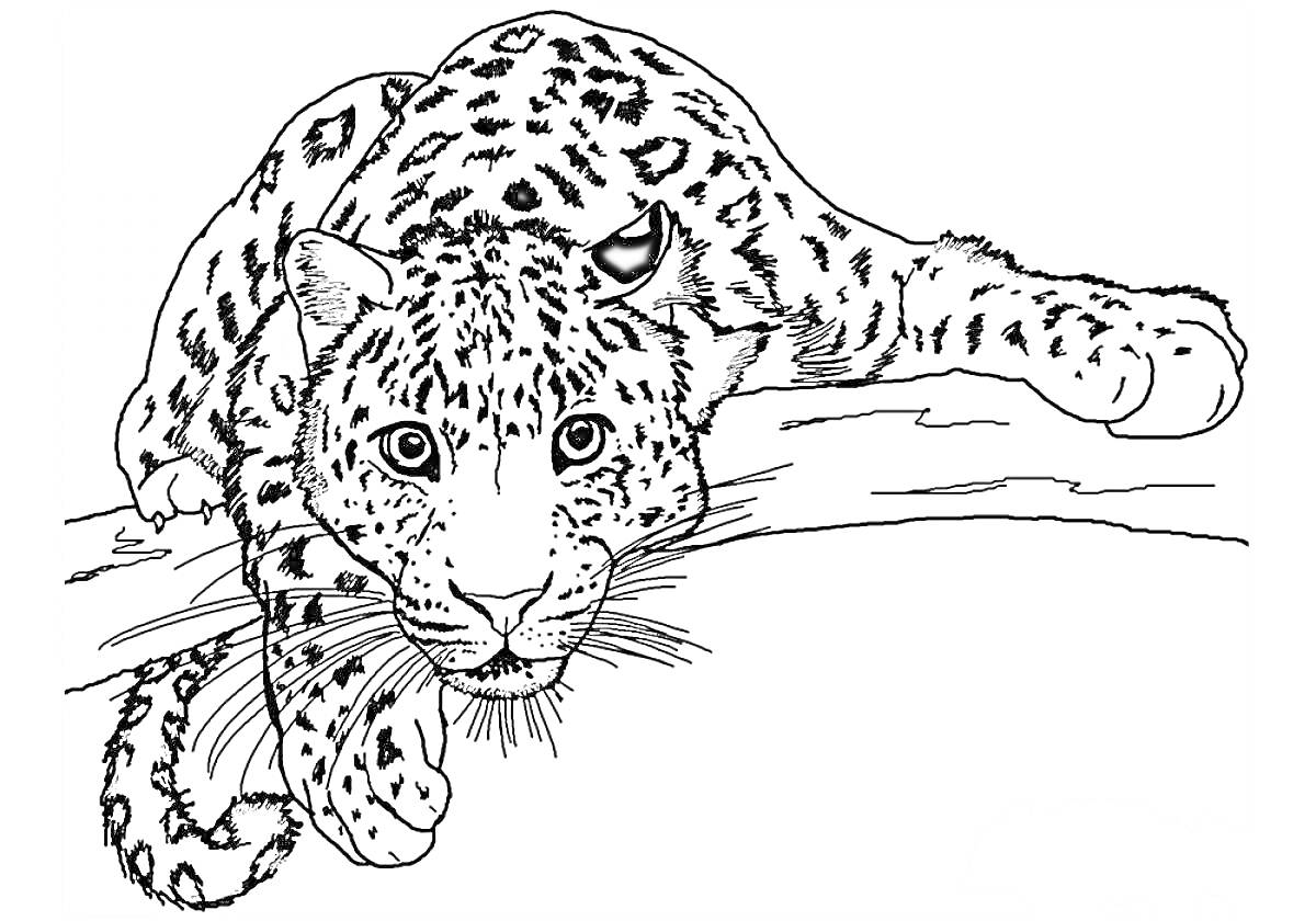 Раскраска Леопард, лежащий на ветке