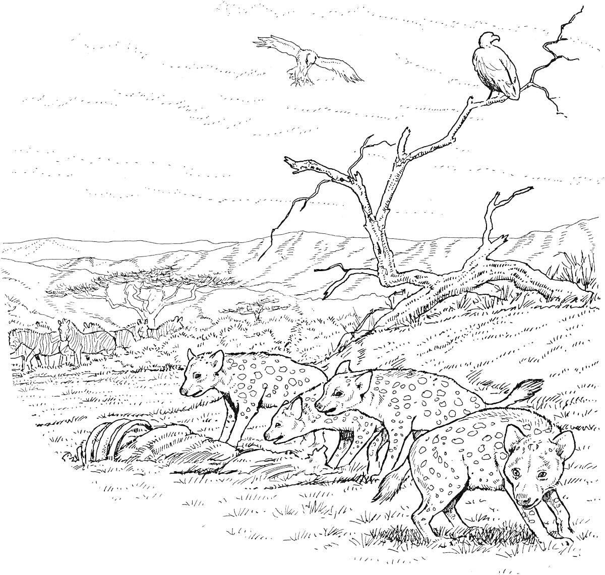 РаскраскаГиены на охоте в саванне с птицей на дереве