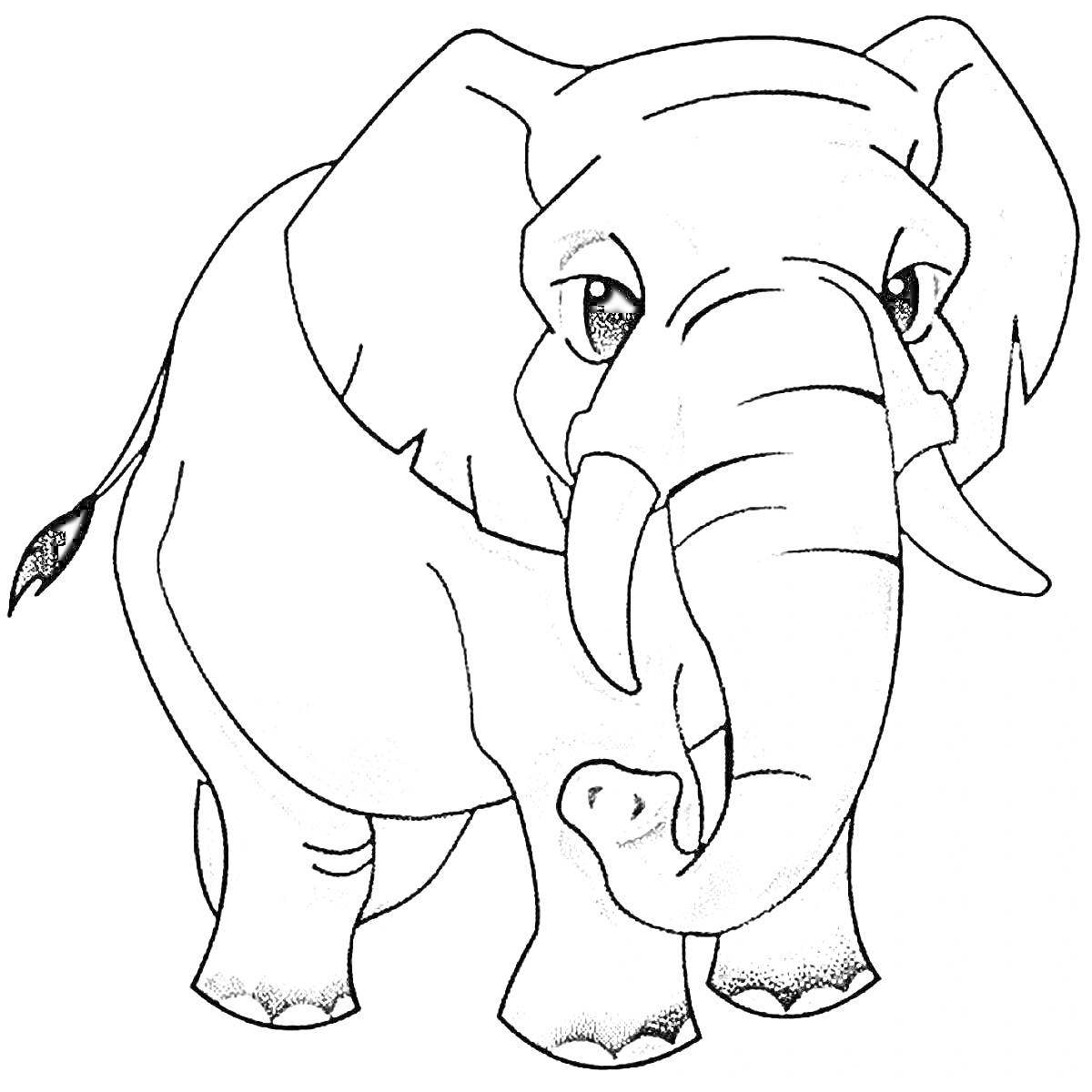Слон, повернутый к зрителю, с большими ушами и хоботом, черно-белая раскраска