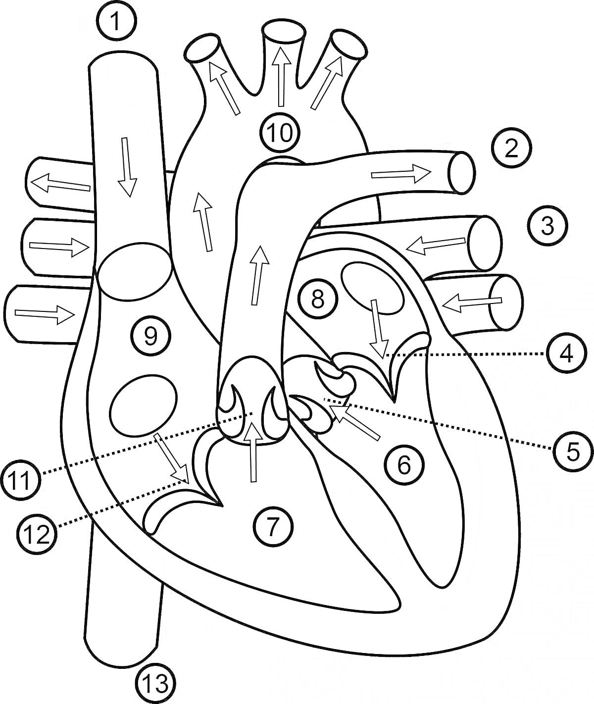 Раскраска Анатомия сердца человека: левое предсердие, правое предсердие, правый желудочек, левый желудочек, аорта, легочная артерия, верхняя полая вена, нижняя полая вена, межпредсердная перегородка, межжелудочковая перегородка, митральный клапан, трикуспидальный к