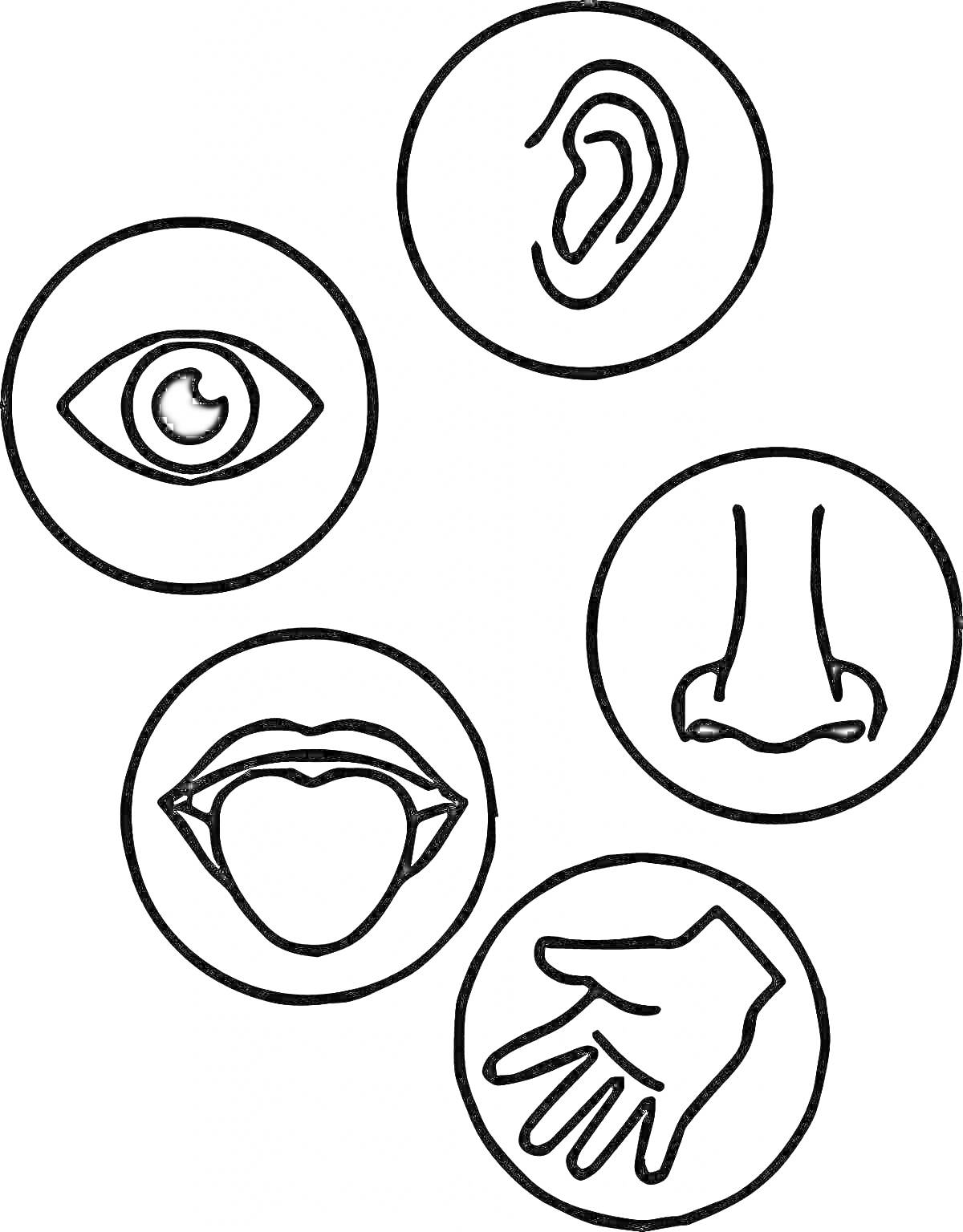 На раскраске изображено: Органы чувств, Ухо, Нос, Язык, Рука, Зрение, Слух, Обоняние, Вкус, Осязание