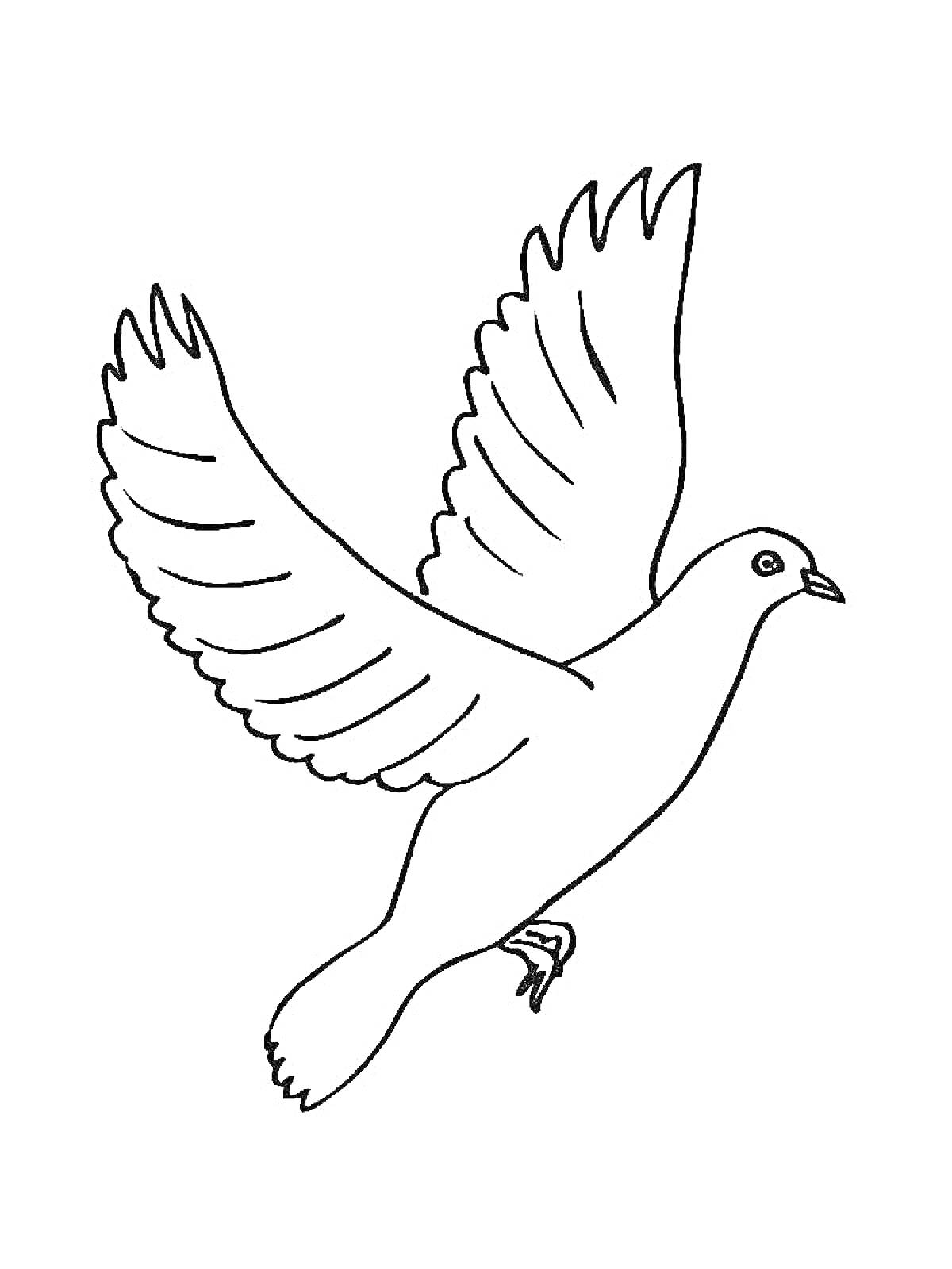 Раскраска Голубь с расправленными крыльями для раскраски