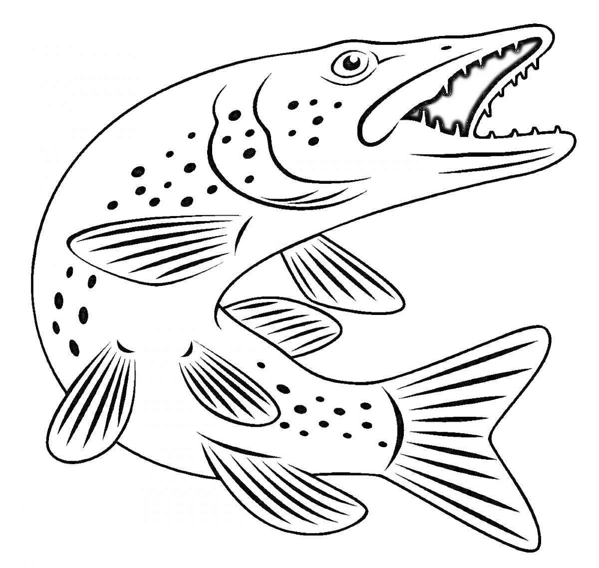 На раскраске изображено: Щука, Рыба, Пятна, Плавники, Пасть, Контурные рисунки