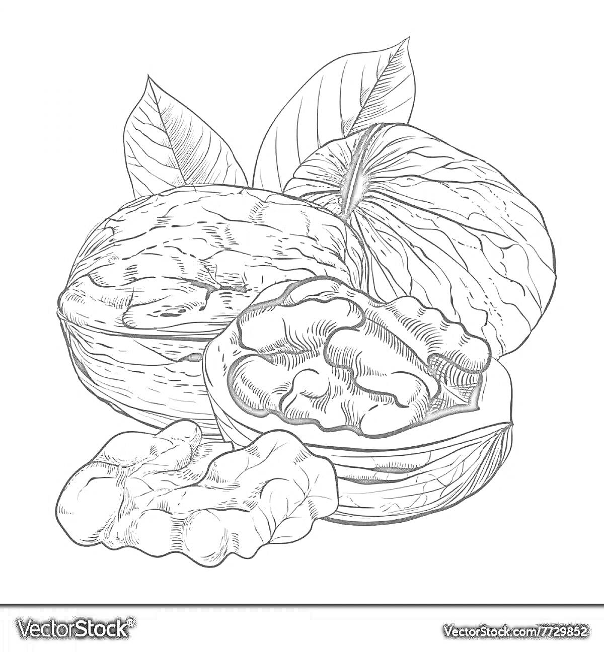 Раскраска Целый грецкий орех, половинка ореха, ядро грецкого ореха и листья
