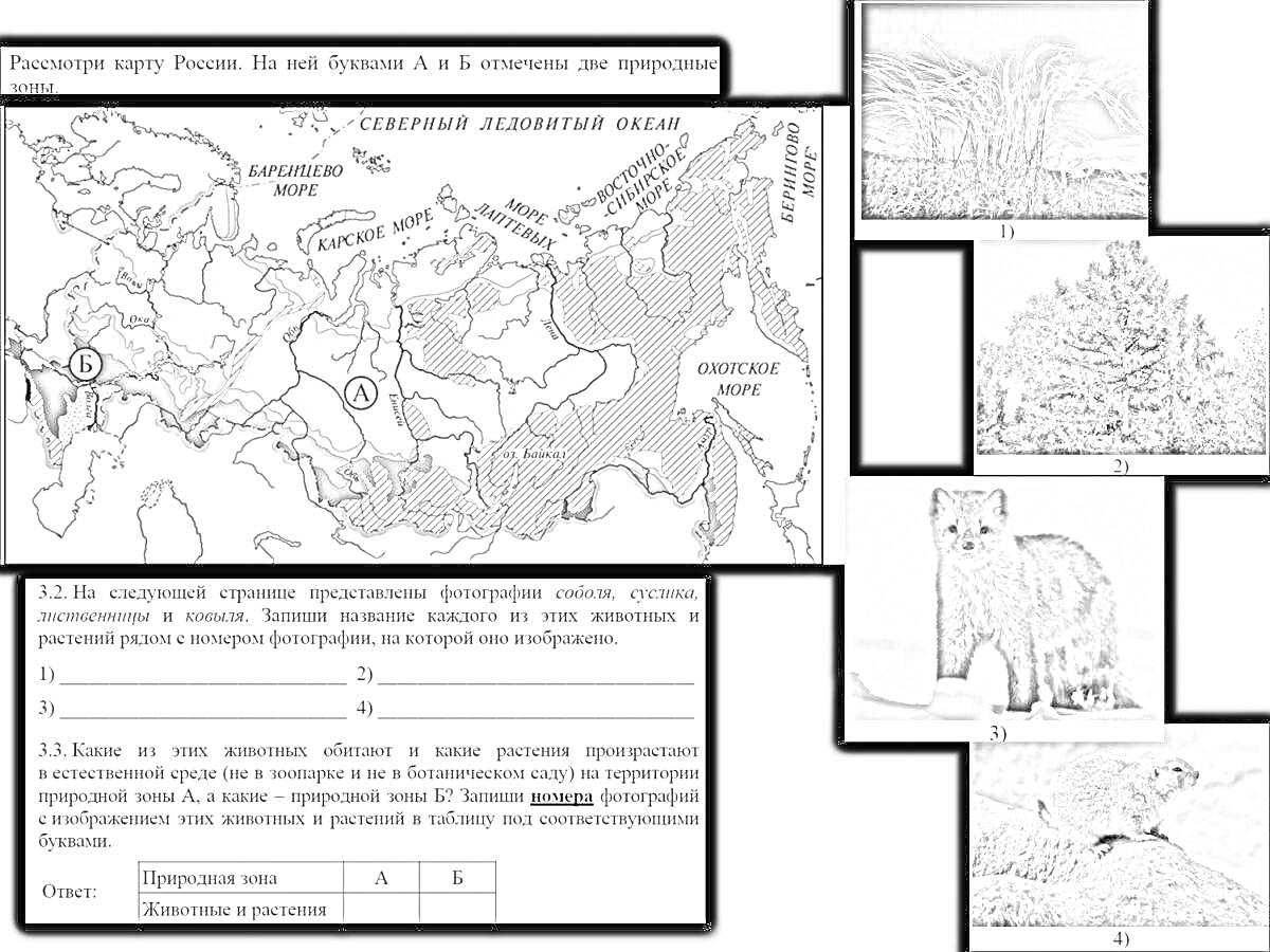 Раскраска Природные зоны России с изображениями биомов: 1) степь, 2) тайга (хвойный лес), 3) тундра с животным (песец), 4) арктическая пустыня с лежащим моржом