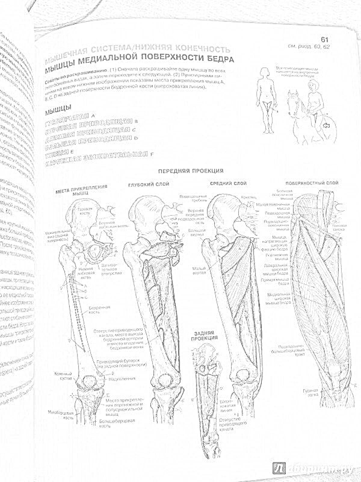 Раскраска Анатомия: мышцы медиальной поверхности бедра (Netter Atlas)