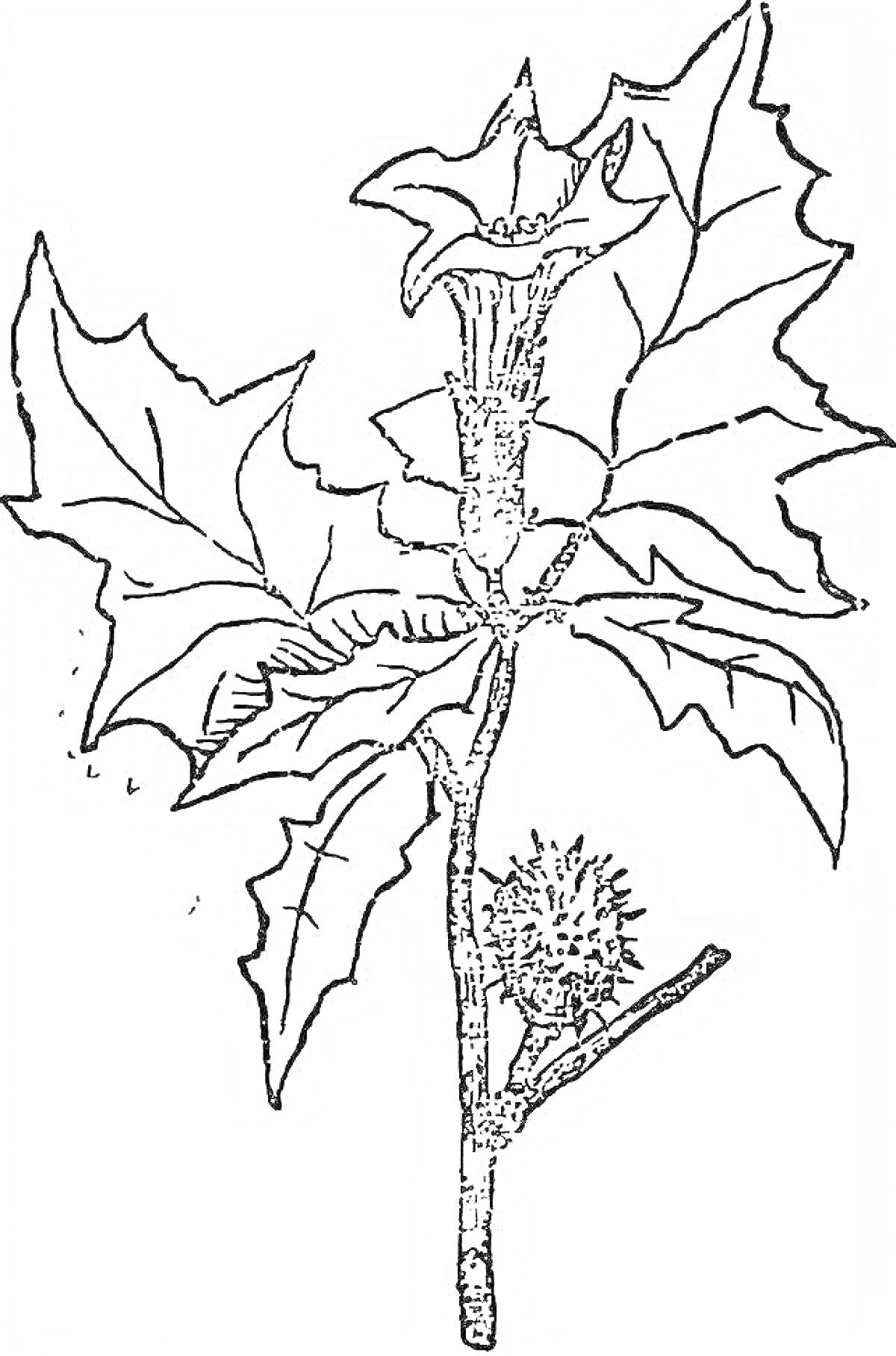 Раскраска Дурман с цветком, листьями и плодом