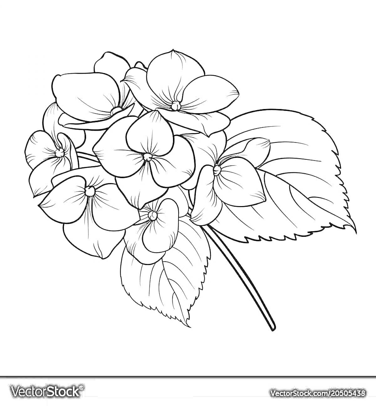 Раскраска Гортензия в цвету с листьями и стеблем