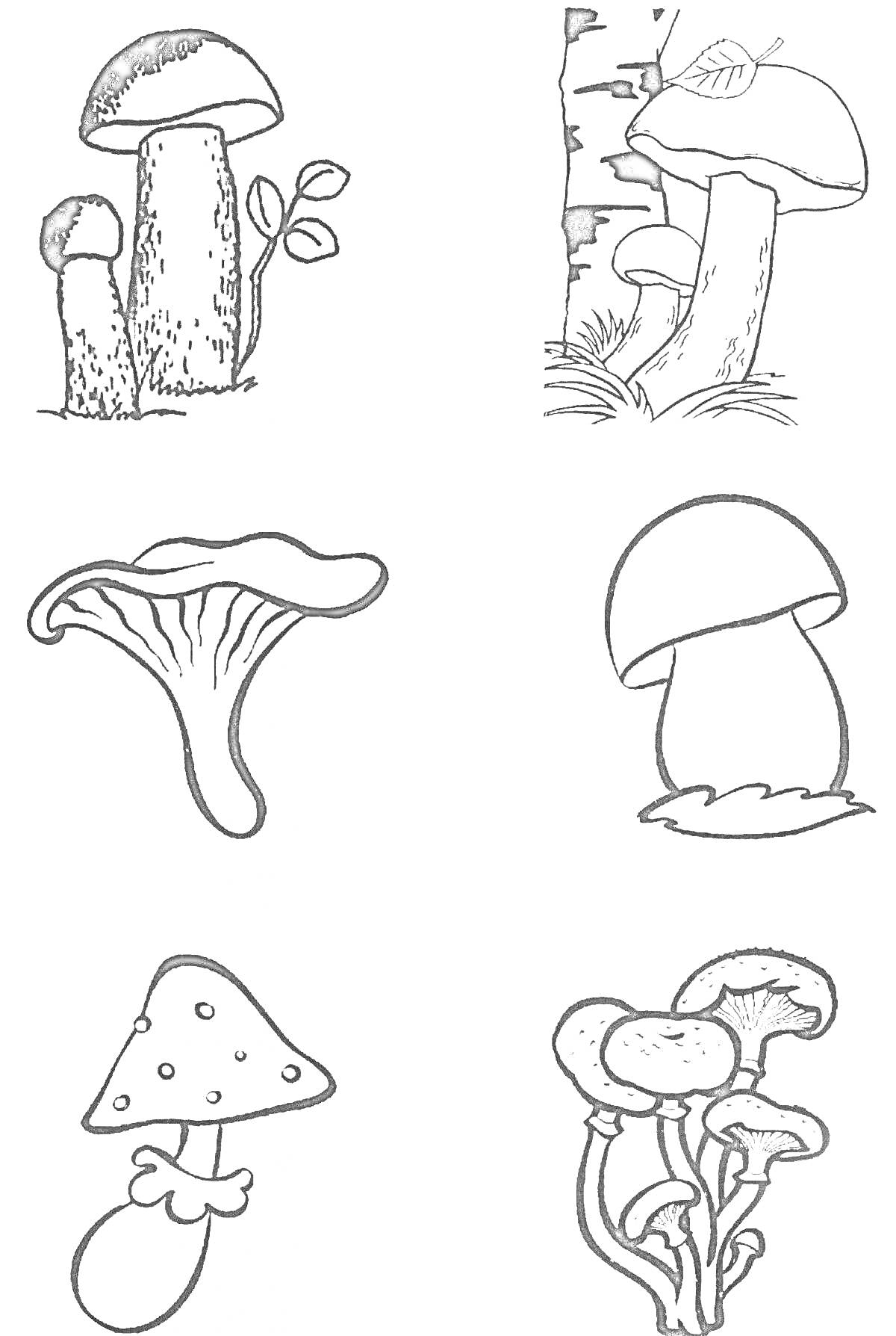 Раскраска Раскраска с изображениями съедобных и несъедобных грибов. На картинке пять видов грибов, включая подберезовик, мухомор, групповое скопление грибов и два одиночных гриба неизвестного вида.