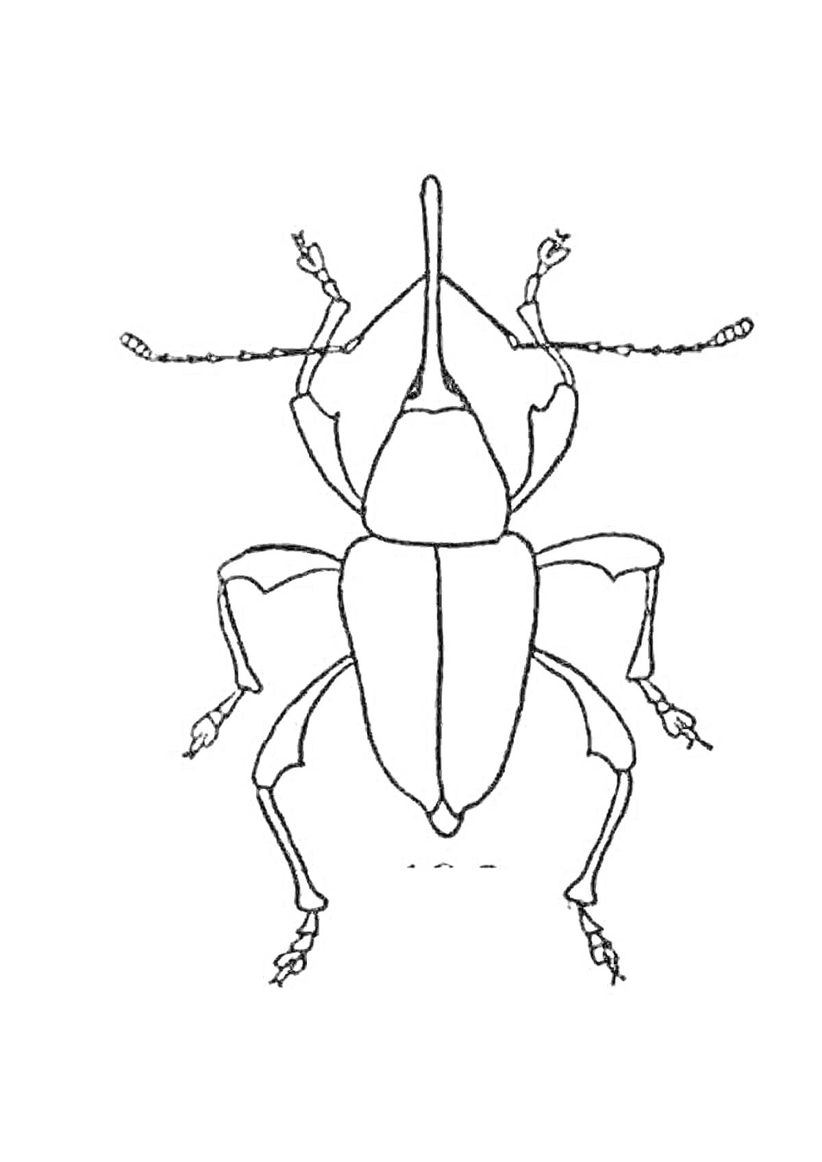 Раскраска Жук с длинным рылом и лапками