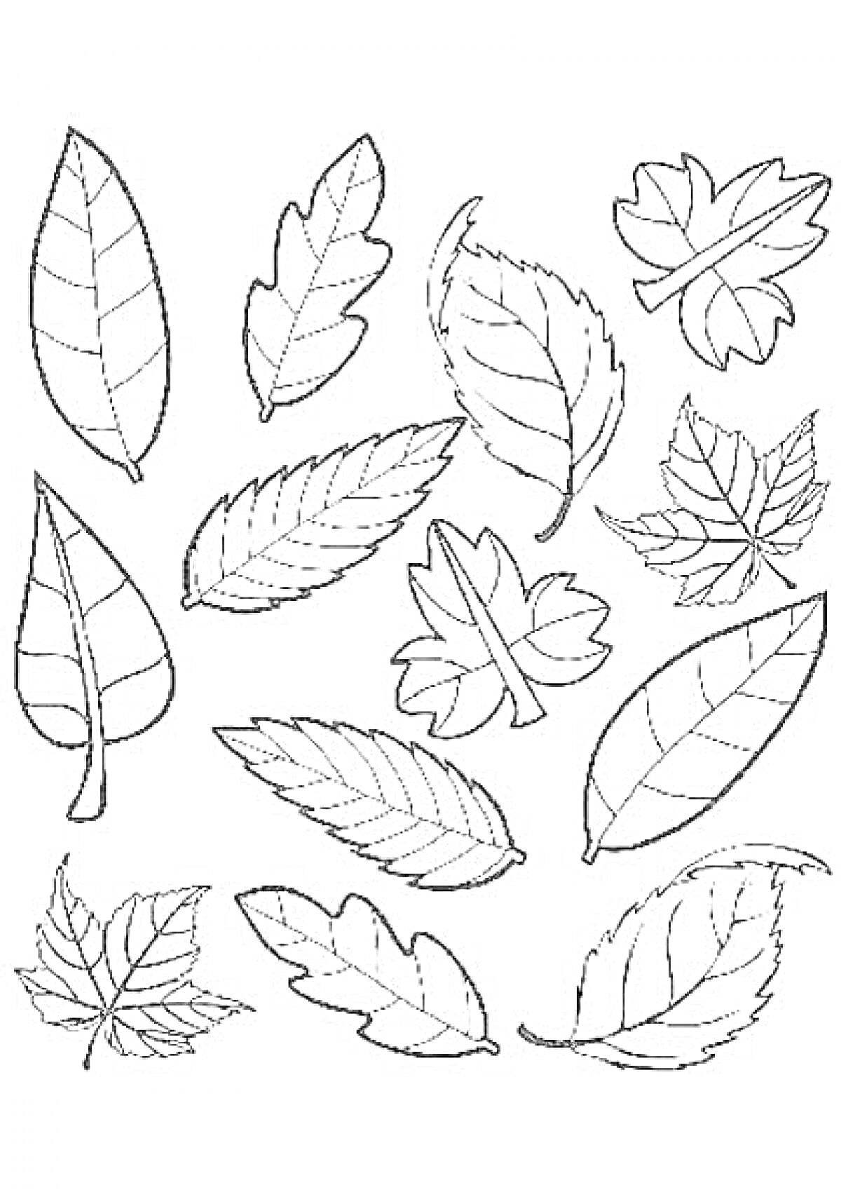 Раскраска Раскраска с различными осенними листьями.