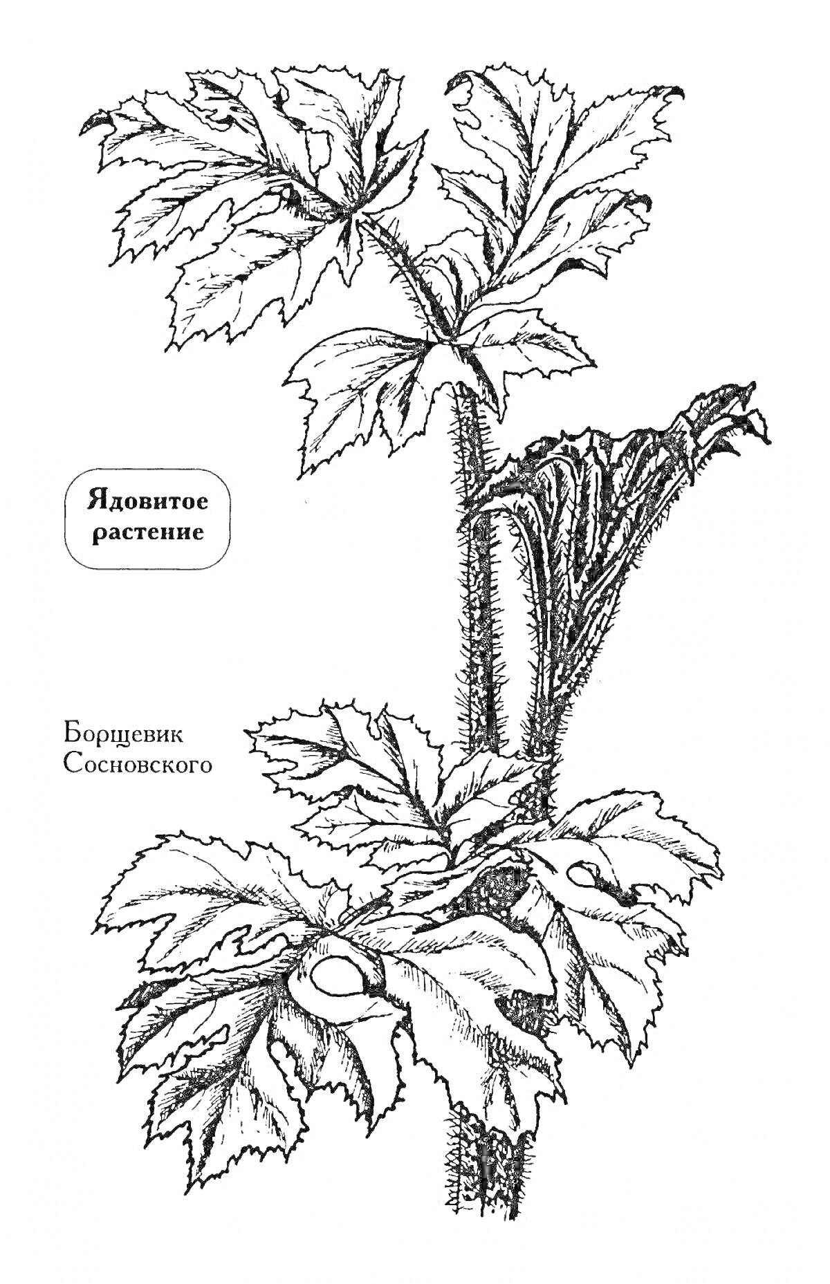 Раскраска Ядовитое растение Борщевик Сосновского с большими зубчатыми листьями и высоким стеблем