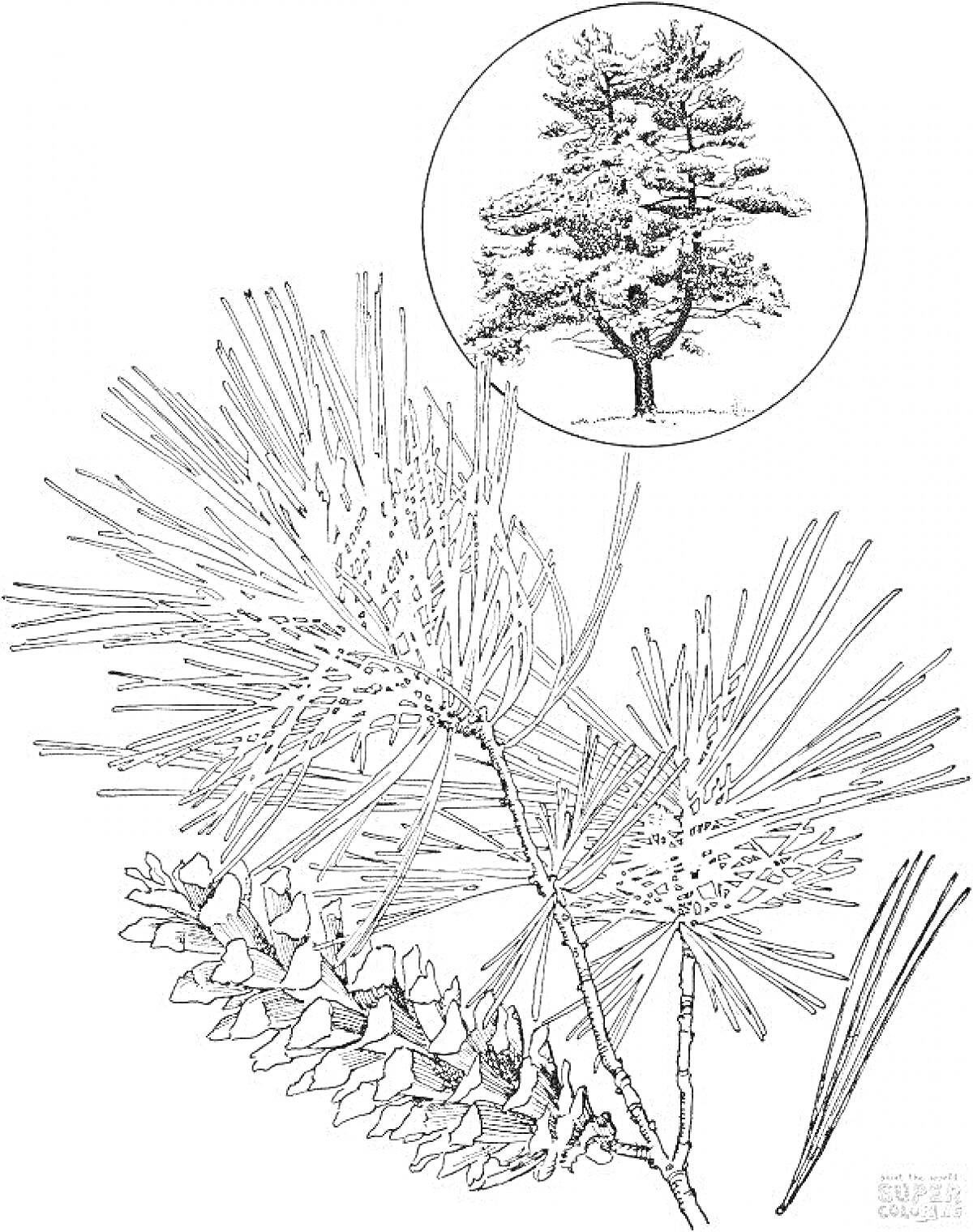 На раскраске изображено: Сосна, Ветка, Природа, Хвоя, Лес, Для детей