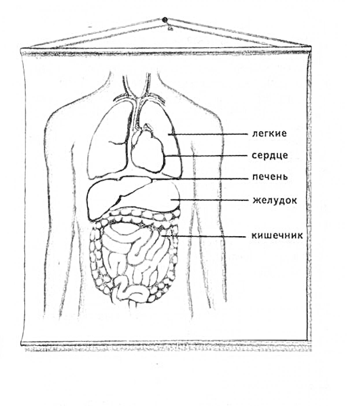 Раскраска Внутреннее строение человека для 2 класса (легкие, сердце, печень, желудок, кишечник)