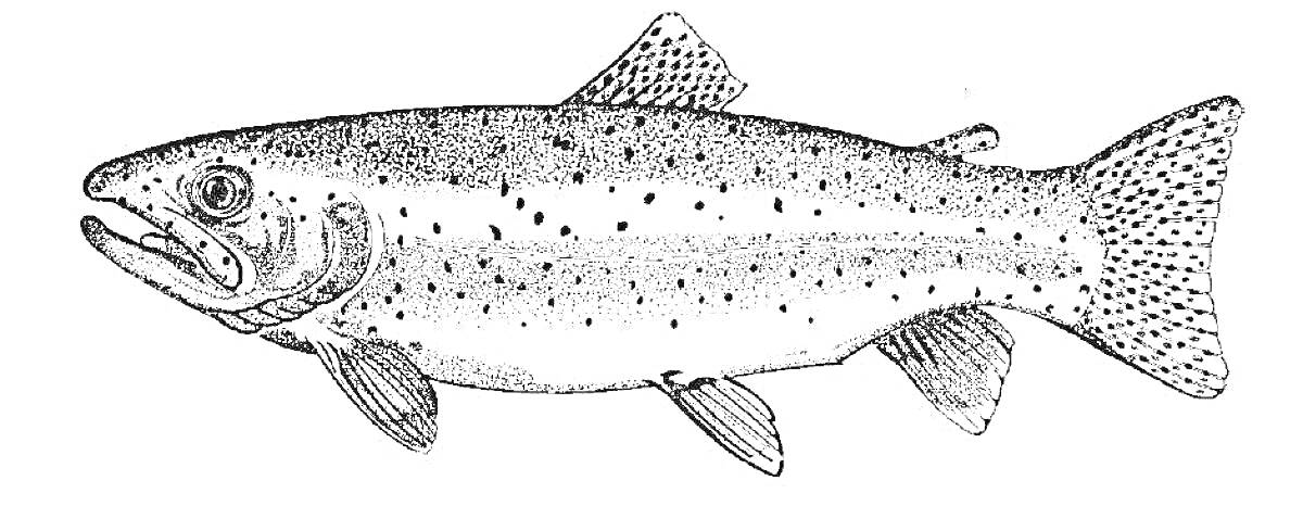 Раскраска Форель в анфас с детализацией чешуи и плавников