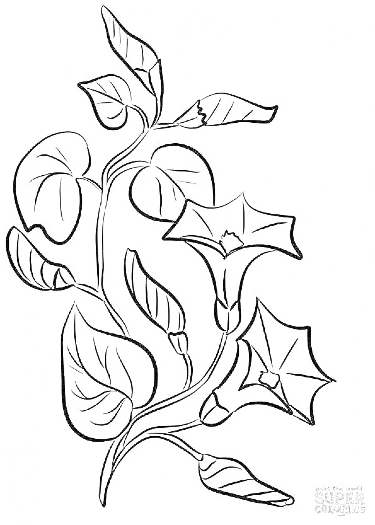 На раскраске изображено: Цветы, Листья, Растения