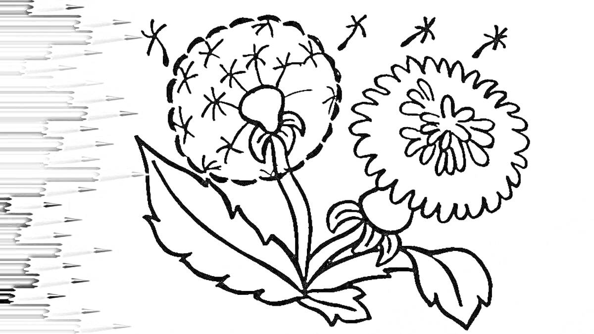 Раскраска Раскраска с цветущим и пушистым одуванчиком, листьями и пчёлами, с цветными карандашами