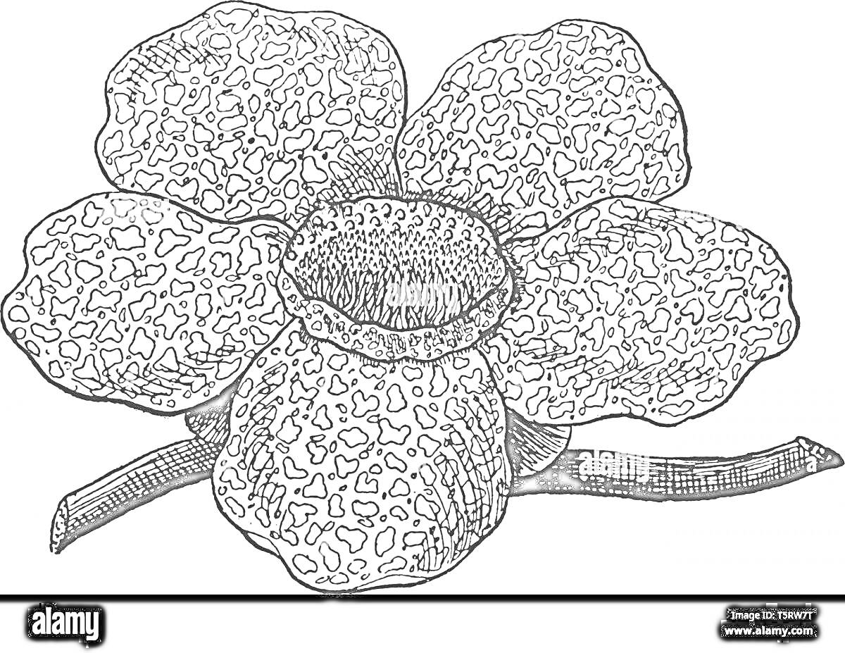 Рисунок хищного цветка Раффлезии с пестрыми лепестками и стеблем