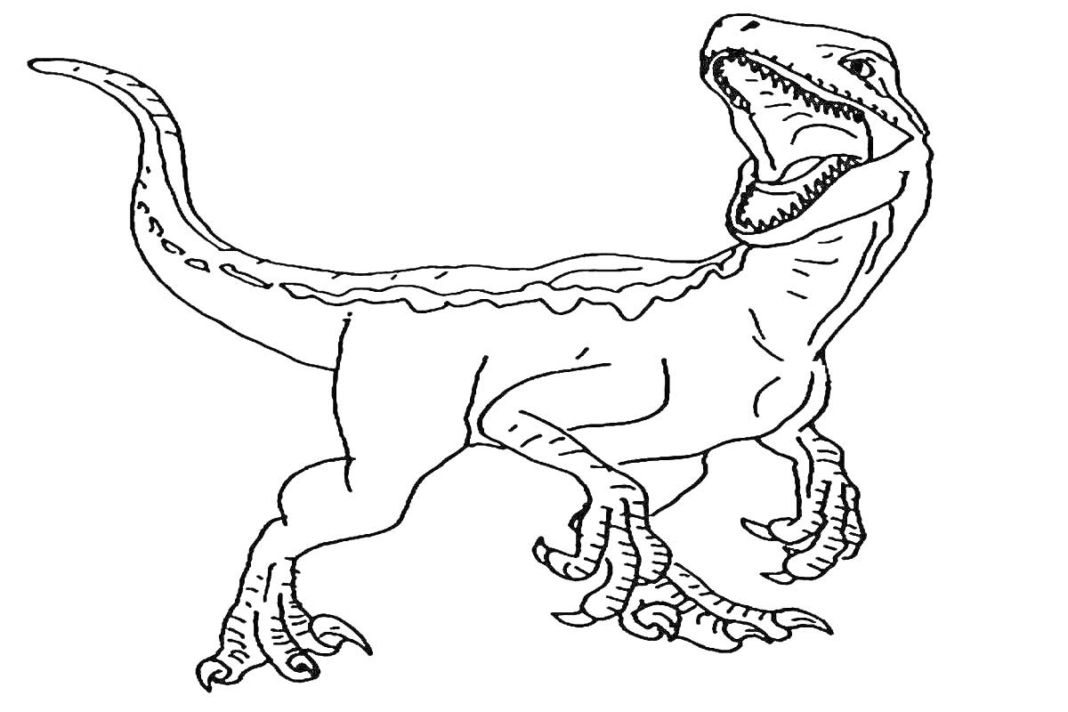 На раскраске изображено: Велоцераптор, Динозавр, Лапы, Зубы, Когти