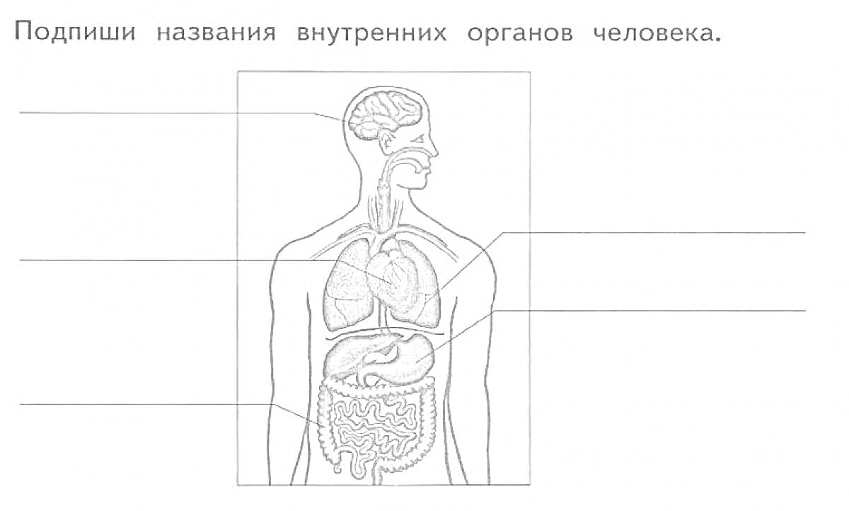 На раскраске изображено: Тело человека, Внутренние органы, Головной мозг, Легкие, Печень, Желудок, Кишечник, Анатомия