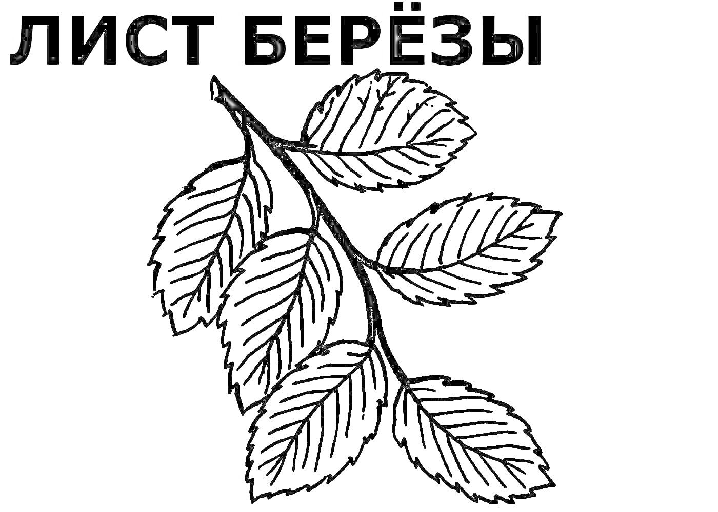 Раскраска Лист берёзы на ветке