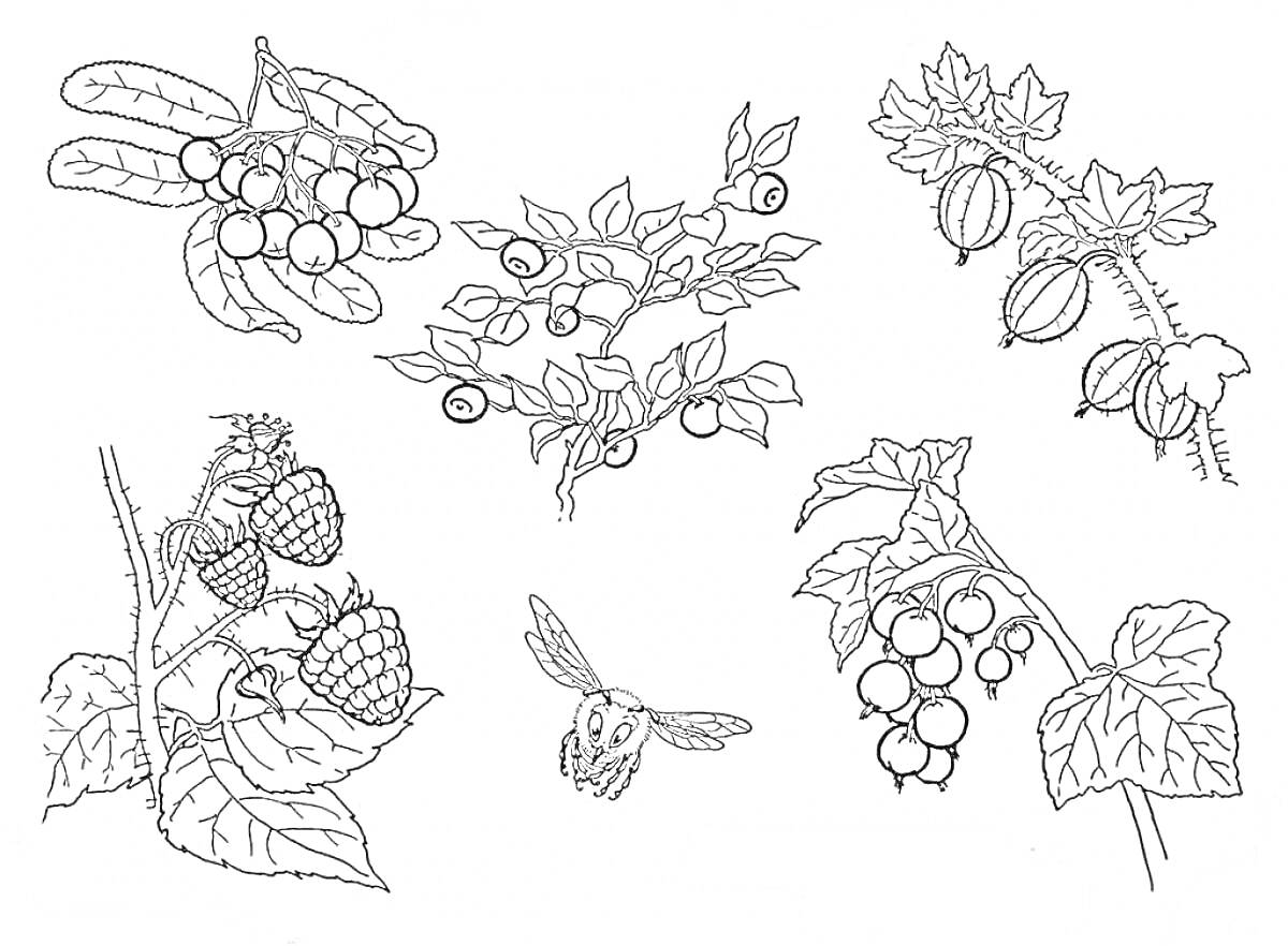 На раскраске изображено: Ягоды, Крыжовник, Малина, Листья, Природа