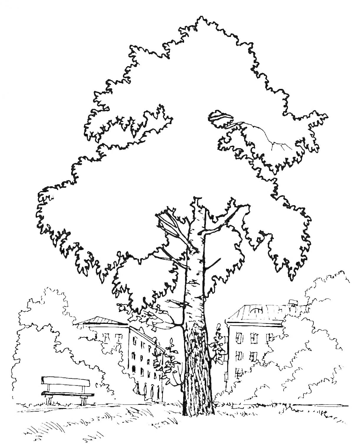 Раскраска Береза и городская среда с домами вдалеке и скамейкой на переднем плане
