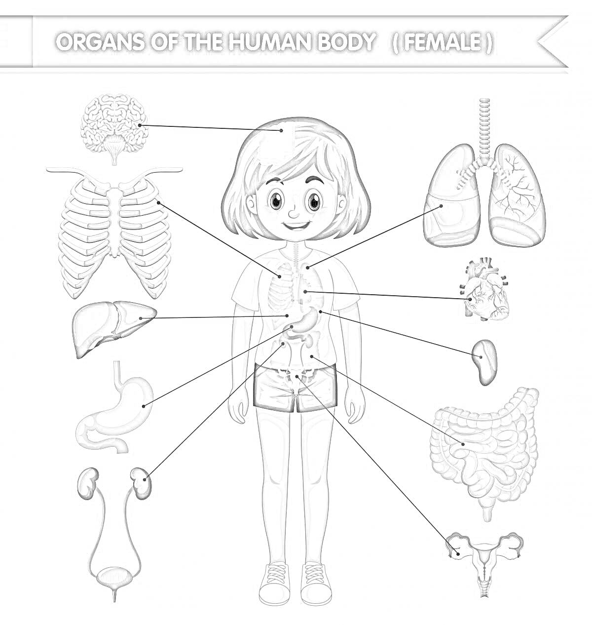 Раскраска Строение тела человека (женский организм) с указанием: головного мозга, грудной клетки, лёгких, сердца, печени, желудка, почек, мочевого пузыря, толстого кишечника, органов репродуктивной системы