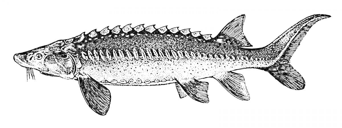 Раскраска Рыба стерлядь с плавниками, чешуей и шипами