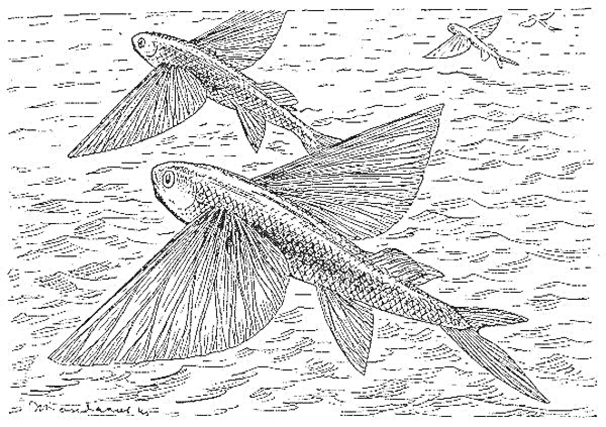 На раскраске изображено: Рыба, Вода, Море, Полет, Природа, Детское творчество
