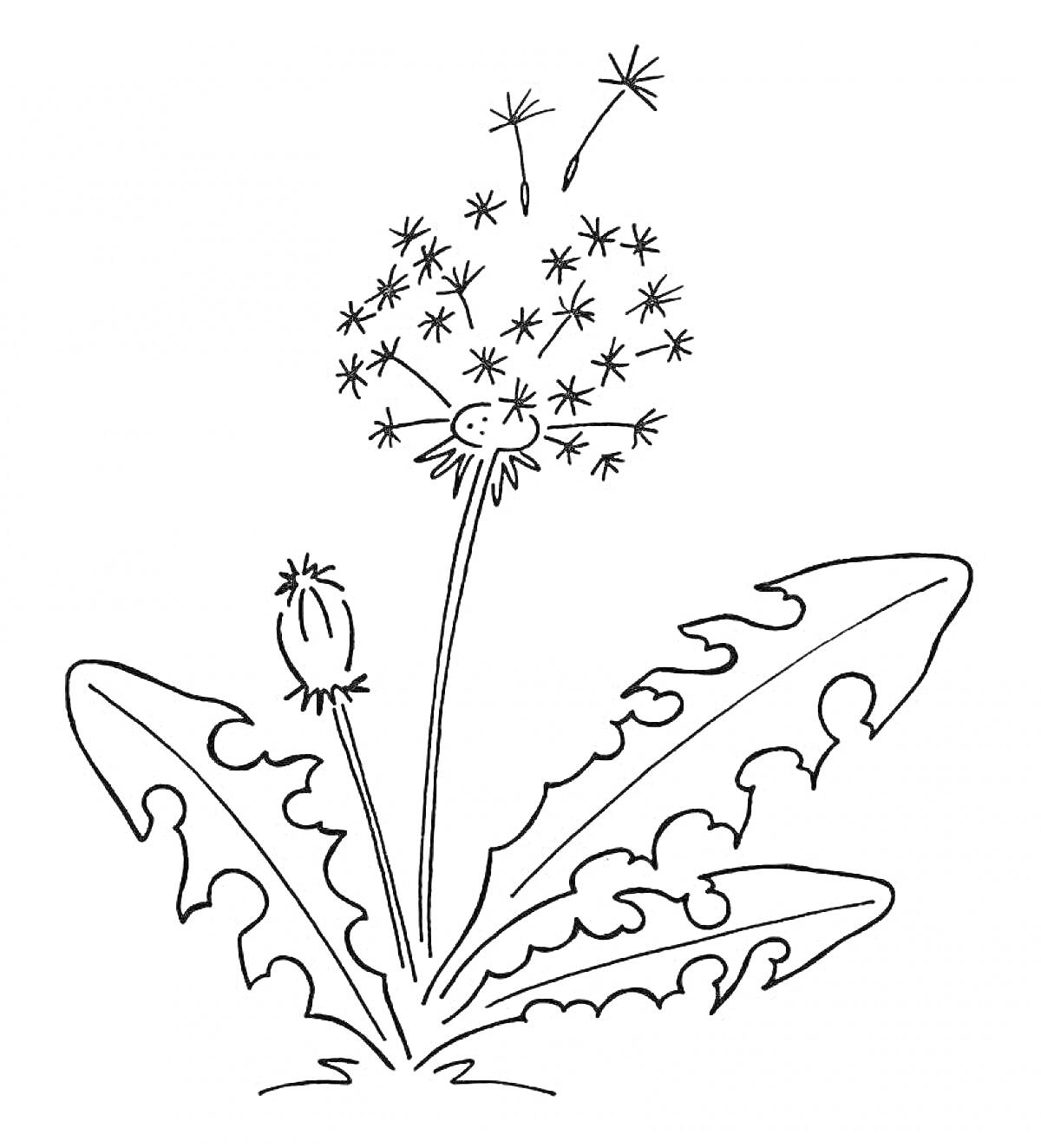 Раскраска Распустившийся и пушистый одуванчик с семенами, бутоном и листьями