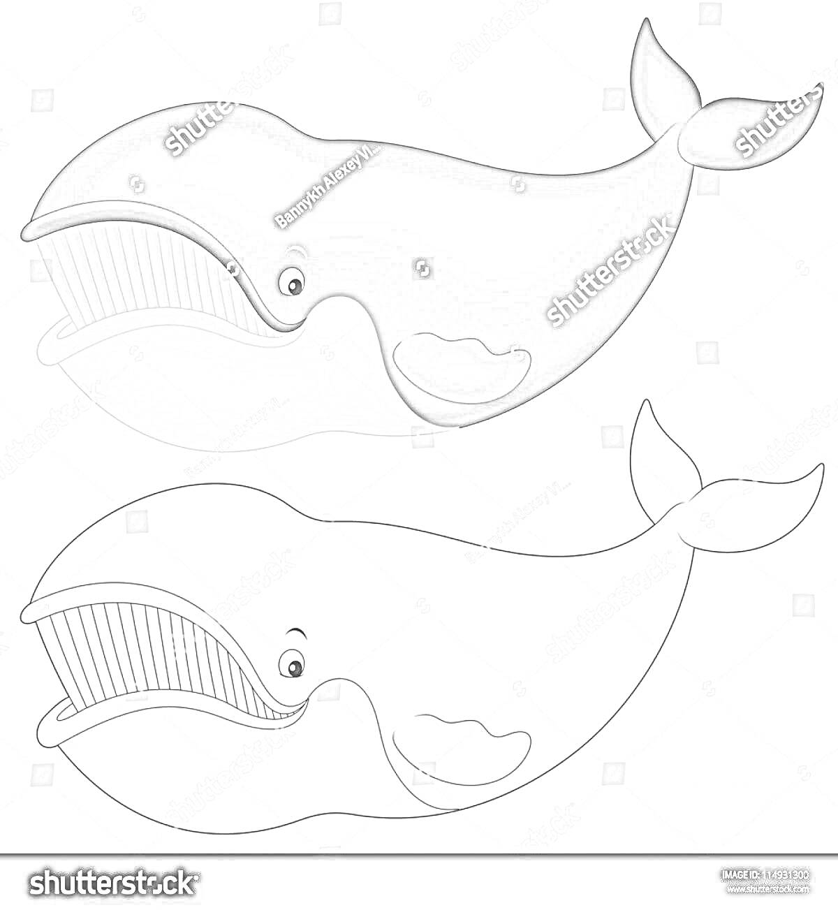 Раскраска с изображением гренландского кита в цвете и черно-белом варианте