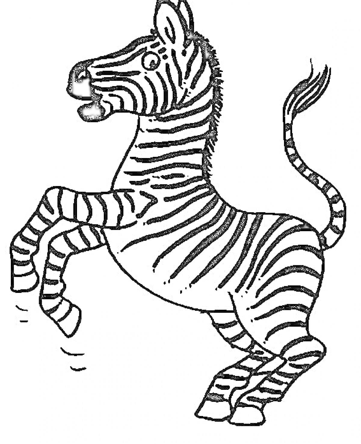 Раскраска Зебра на задних ногах с полосатым телом