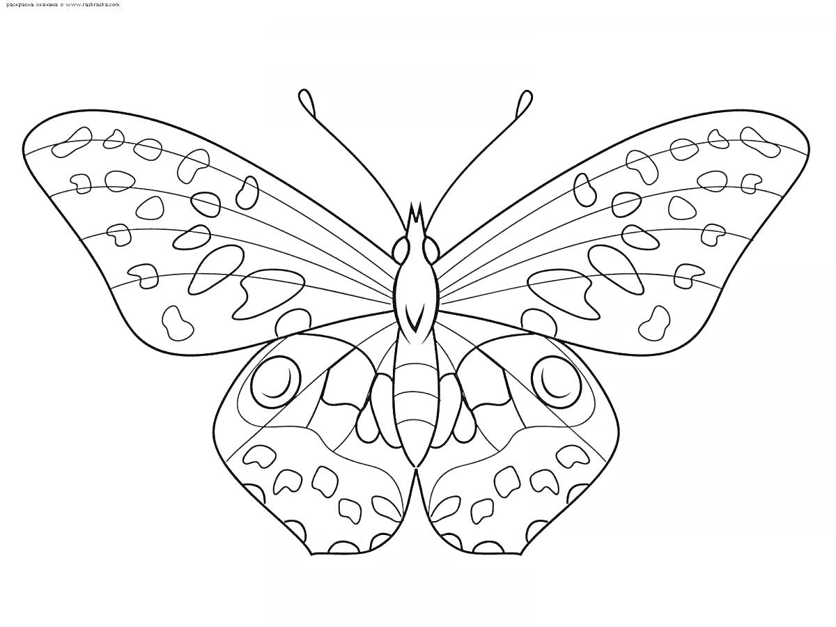 Раскраска Раскраска с крупной красивой бабочкой, с узорными крыльями.