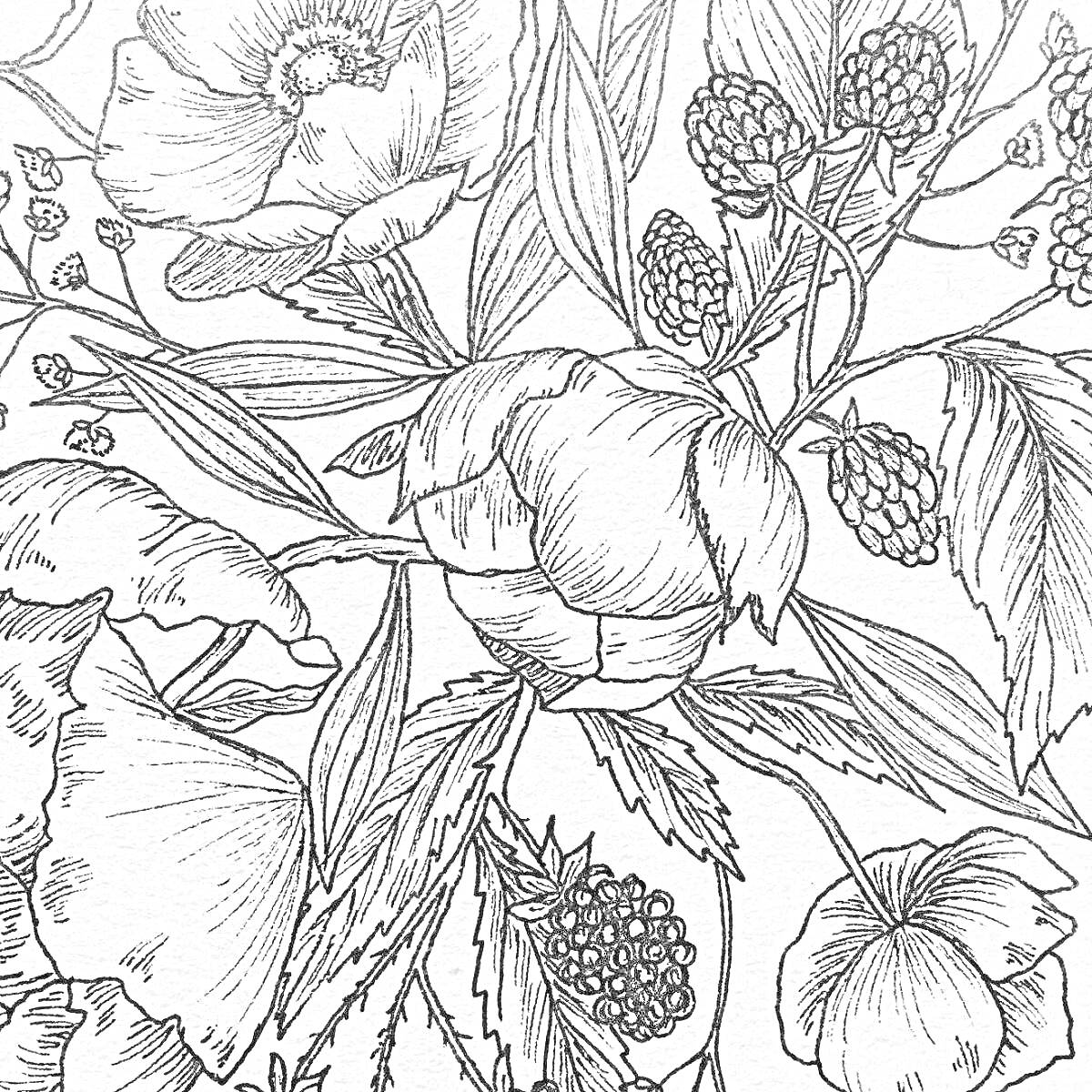 На раскраске изображено: Ботаника, Цветы, Ягоды, Малина, Листья, Природа