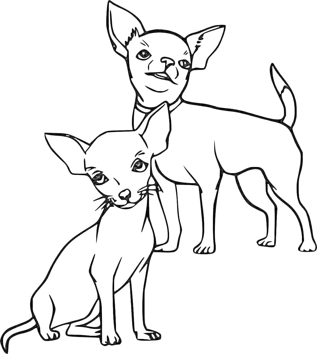 На раскраске изображено: Чихуахуа, Собака, Домашние животные