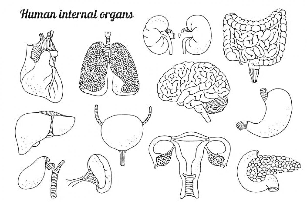 внутренние органы человека: сердце, легкие, почки, кишечник, мозг, печень, мочевой пузырь, желудок, селезенка, органы пищеварения, матка и яичники, поджелудочная железа