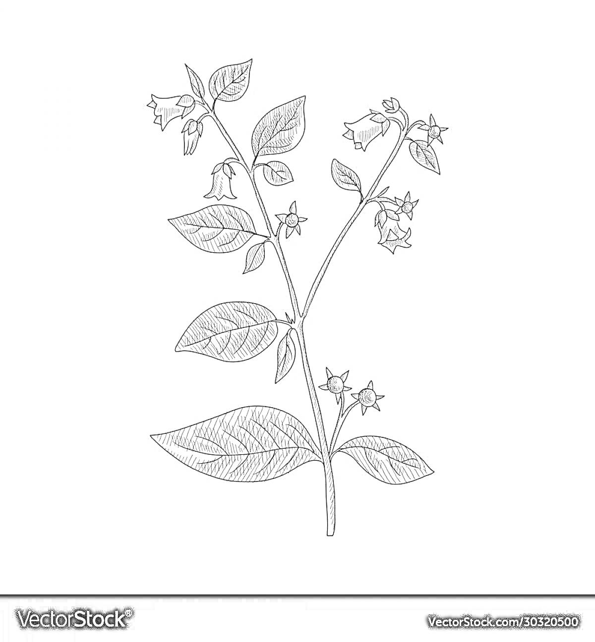 На раскраске изображено: Белладонна, Цветы, Листья, Ботаника, Природа, Ботаническая иллюстрация