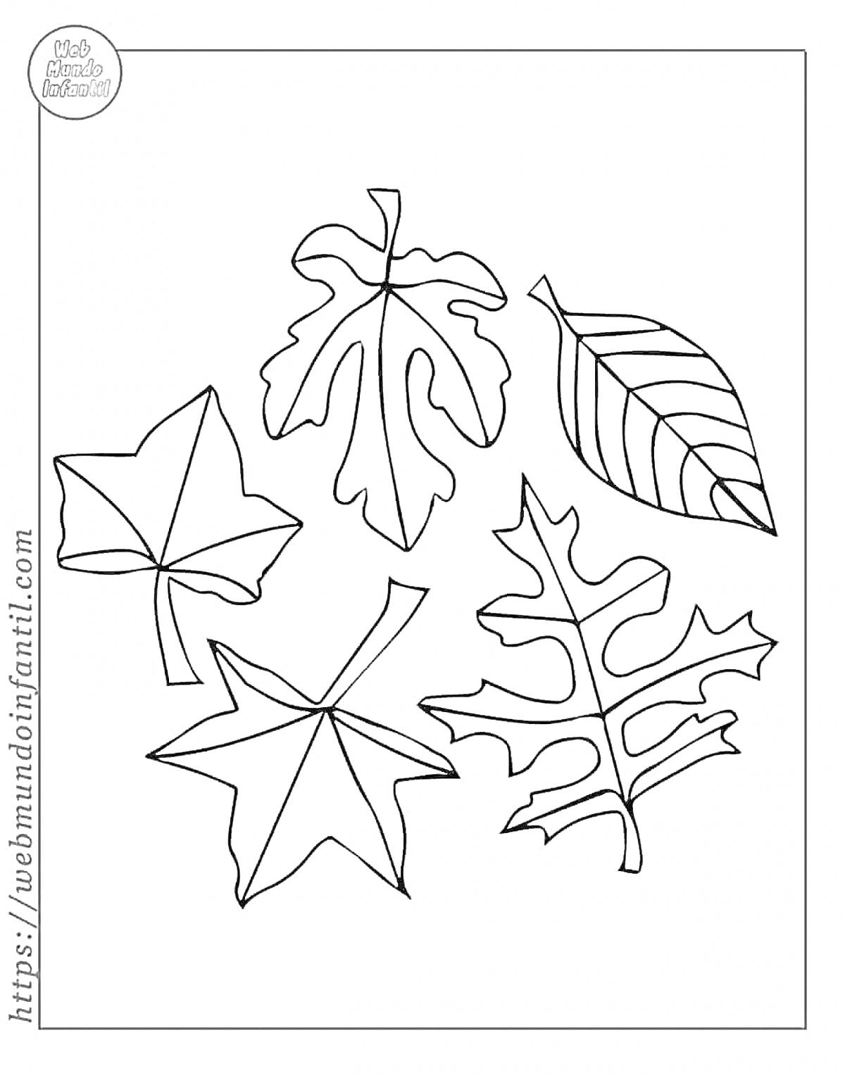 Раскраска Листья разных видов (пять листьев различных форм)