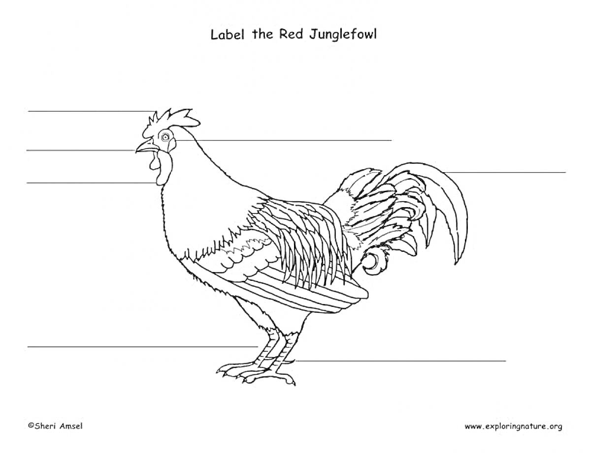 Раскраска Раскраска по номерам с петухом и линиями для подписи частей тела