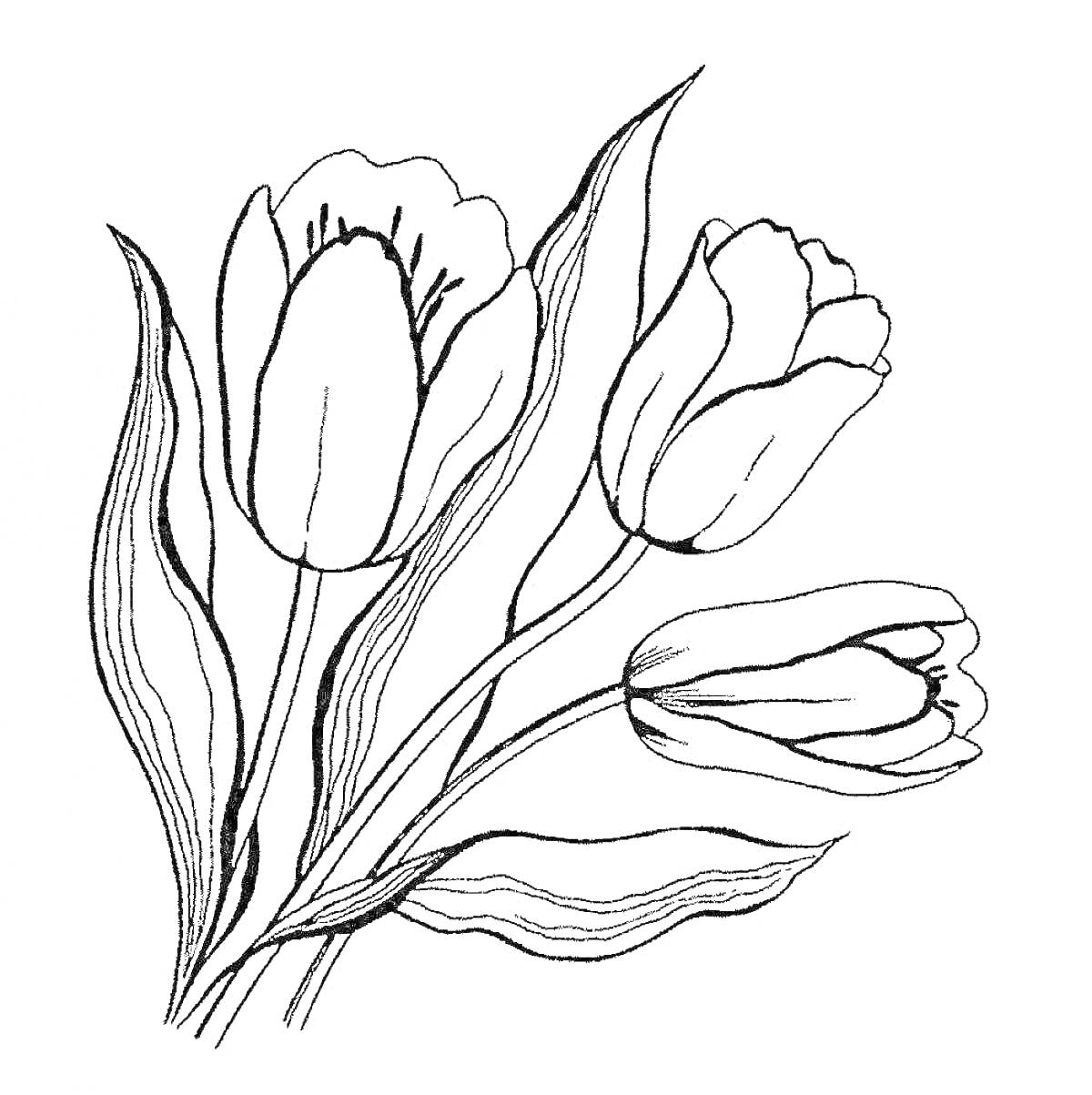 На раскраске изображено: Тюльпаны, Весенние цветы, Листья, Природа, Флора