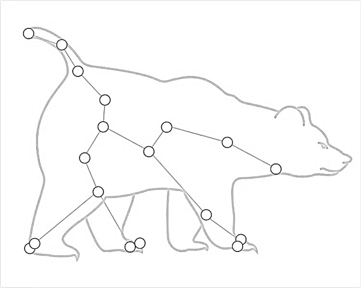 Раскраска контур медведя с созвездием Малая Медведица и Полярная звезда