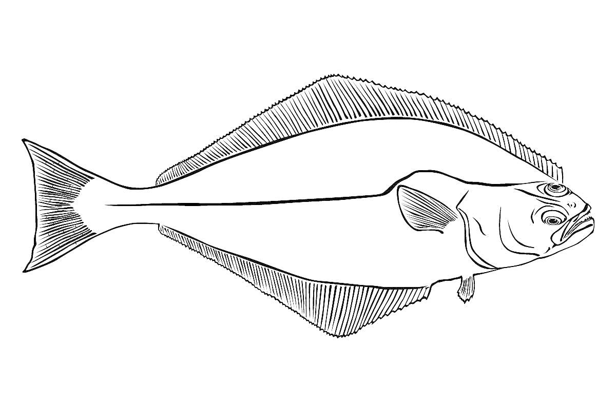 Раскраска Палтус - контурное изображение рыбы с плавниками и хвостом