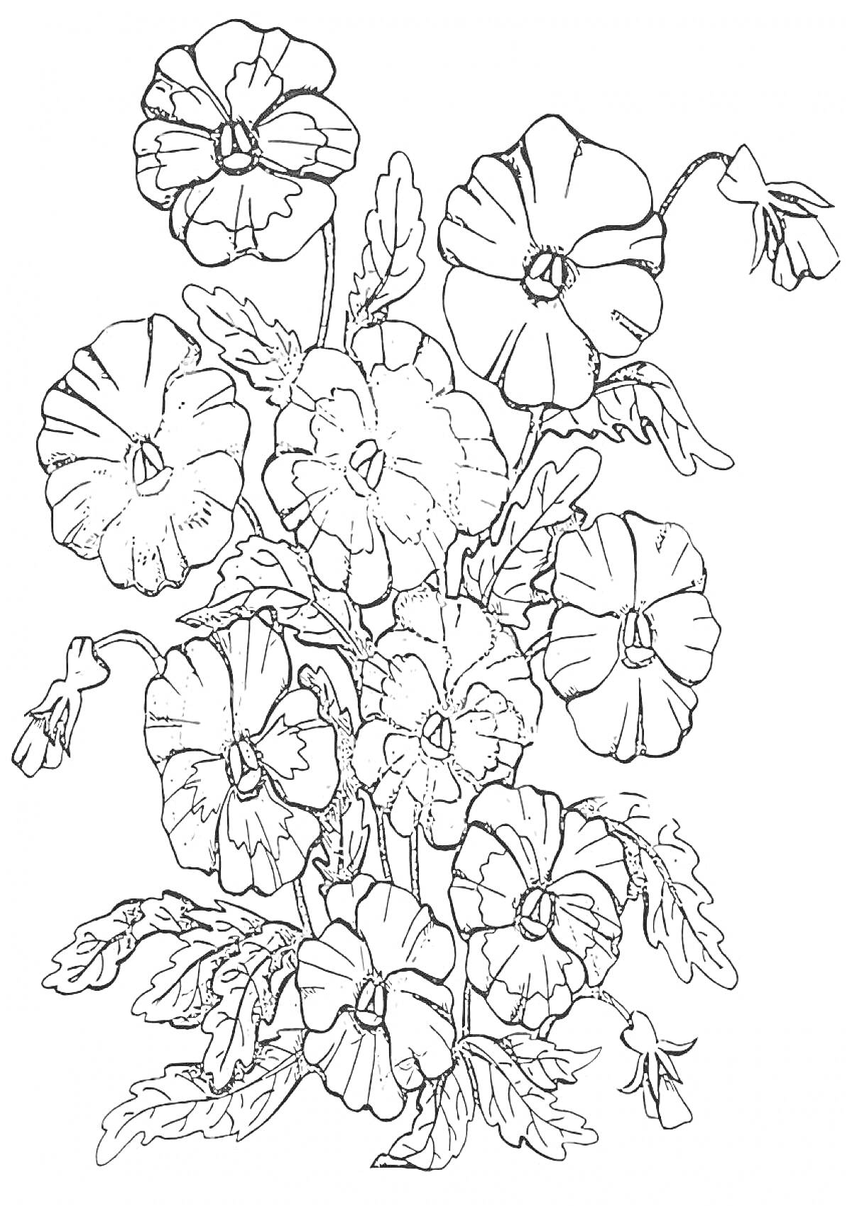 На раскраске изображено: Анютины глазки, Цветы, Листья, Растения, Бутон
