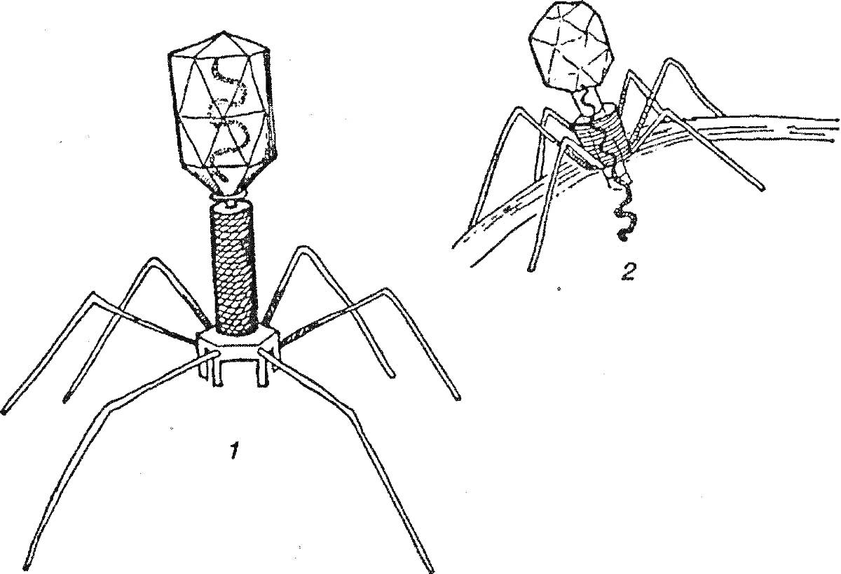 Раскраска Бактериофаги, заражающие бактерию: структура фага и процесс заражения